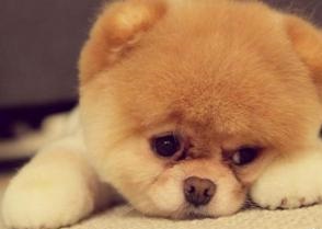 打狗要看主人  养狗也要看风水
