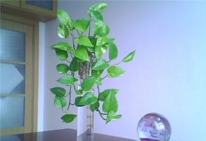 植物怎么招财 摆对植物让财运转起来