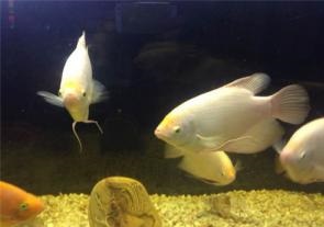 招财鱼怎么养  招财宠物你养对了吗？