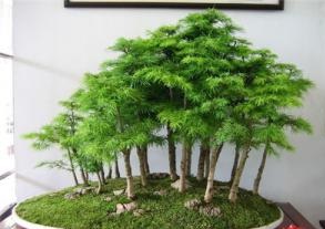 如何用植物风水开运  选择适合你属性的风水植物