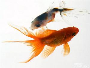 招财吉祥物都有哪些  招财吉祥物要如何摆放？