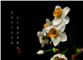 水仙催财运 它就是这么完美