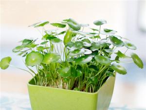 【办公室风水】办公桌上放什么植物好？