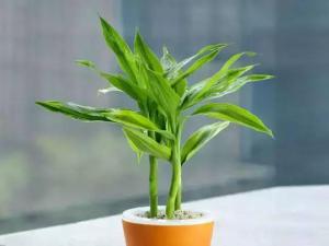 大盘点！绿植也能成为”摇钱树“~